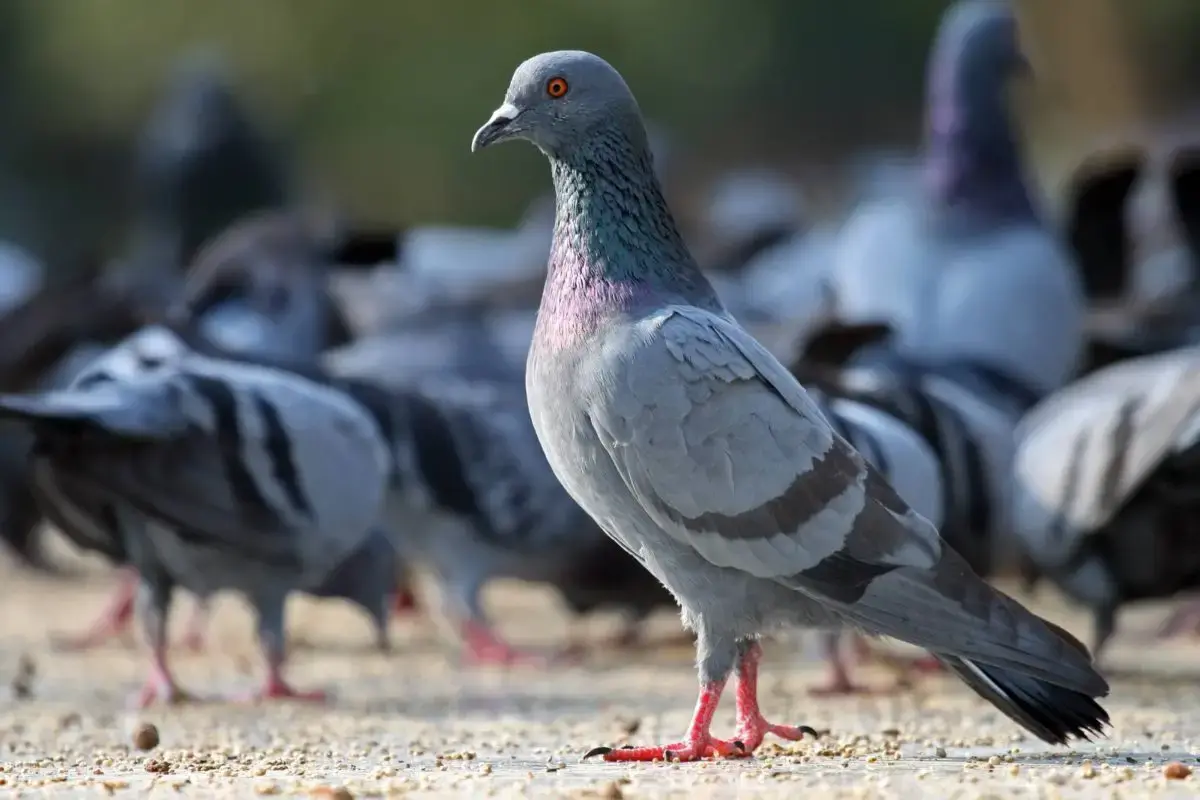مكافحة الحمام في رأس الخيمة