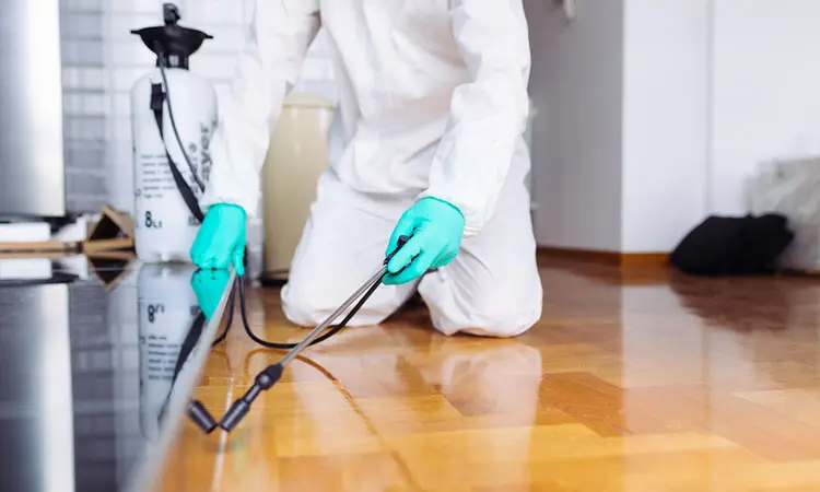 شركة مكافحة حشرات في العين