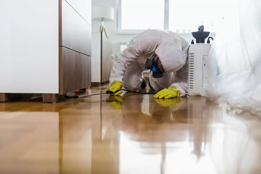 افضل شركة مكافحة حشرات في عجمان