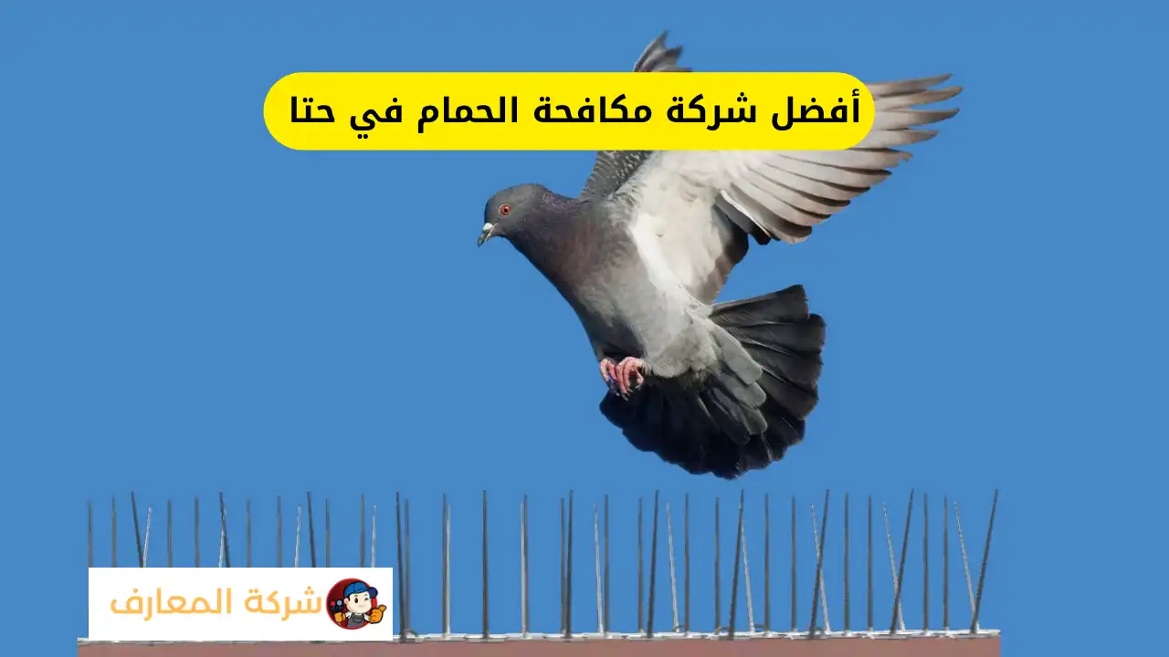أفضل شركة مكافحة الحمام في حتا