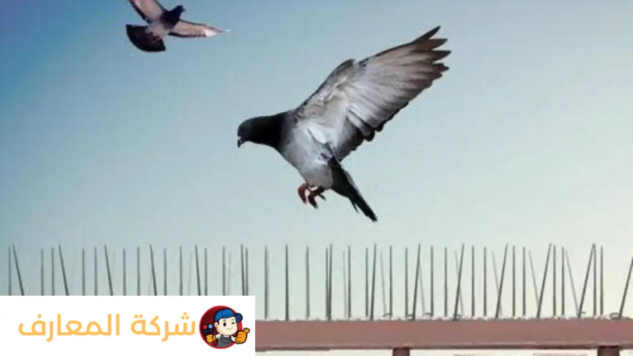 أفضل شركة مكافحة الحمام في حتا