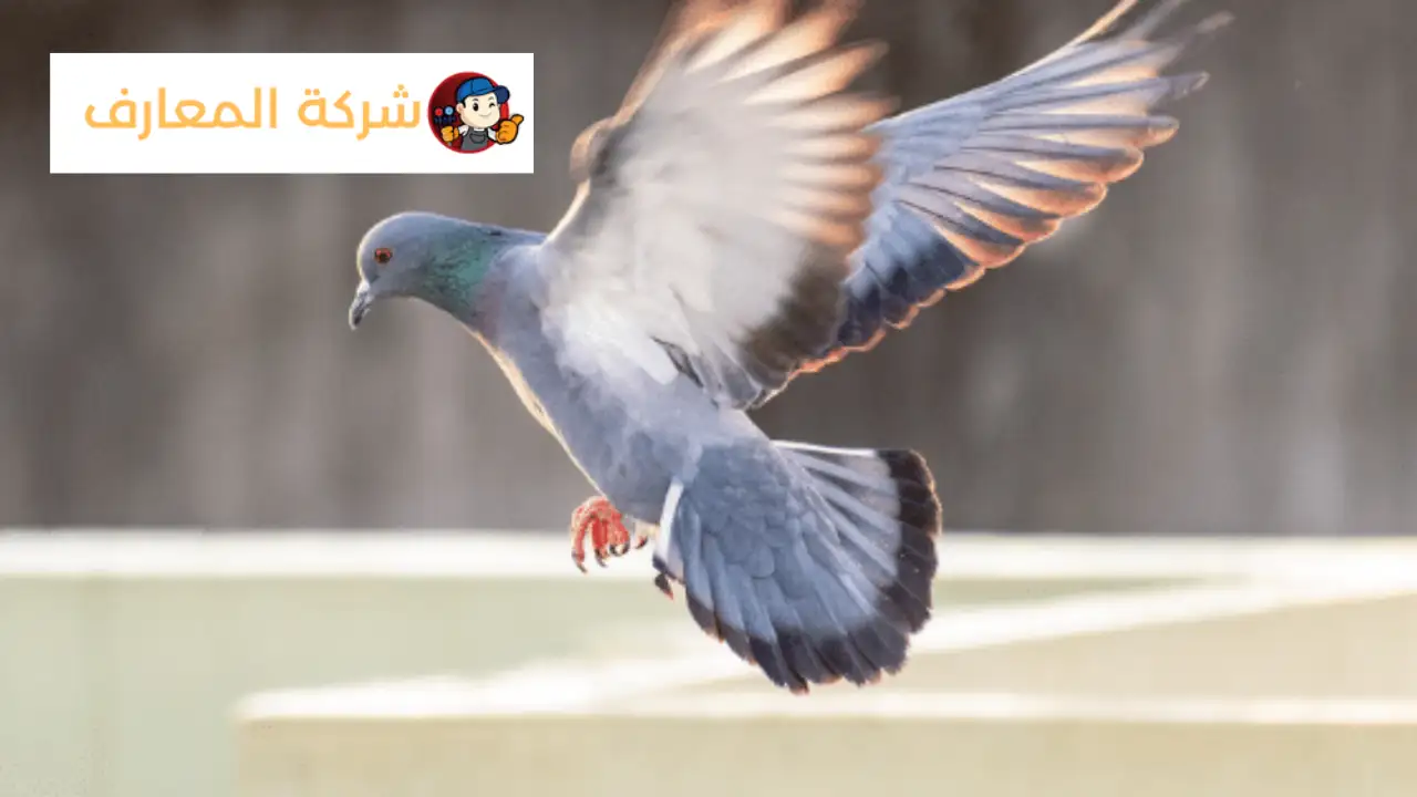 أفضل شركة مكافحة الحمام في حتا