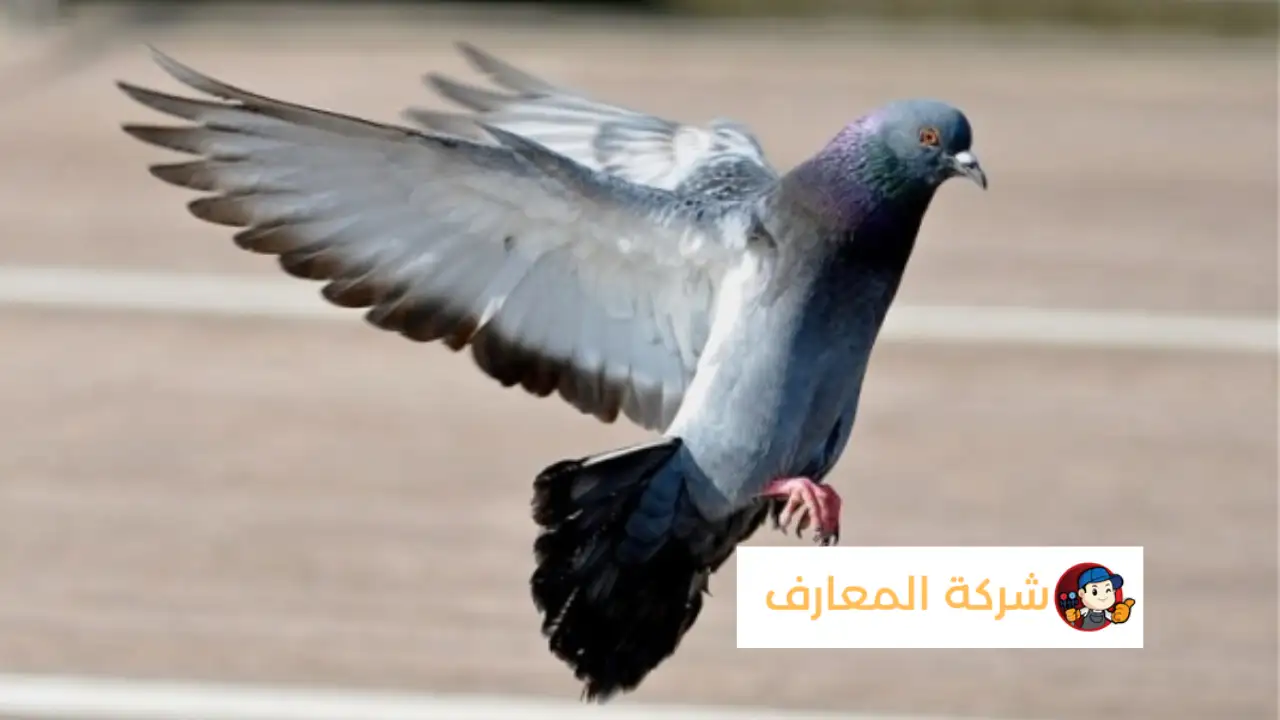 أفضل شركة مكافحة الحمام في حتا