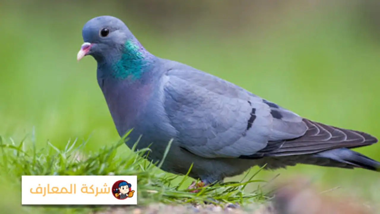 أفضل شركة مكافحة الحمام في دبا