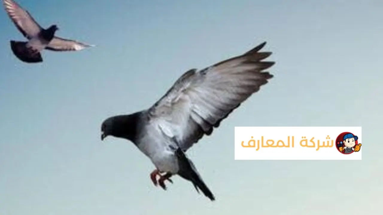 مكافحة الحمام في ابو ظبي