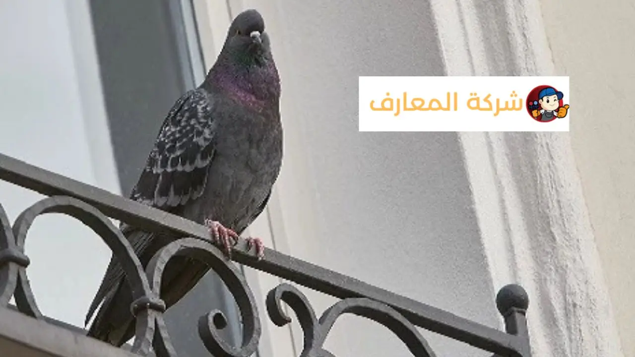 مكافحة الحمام في العين