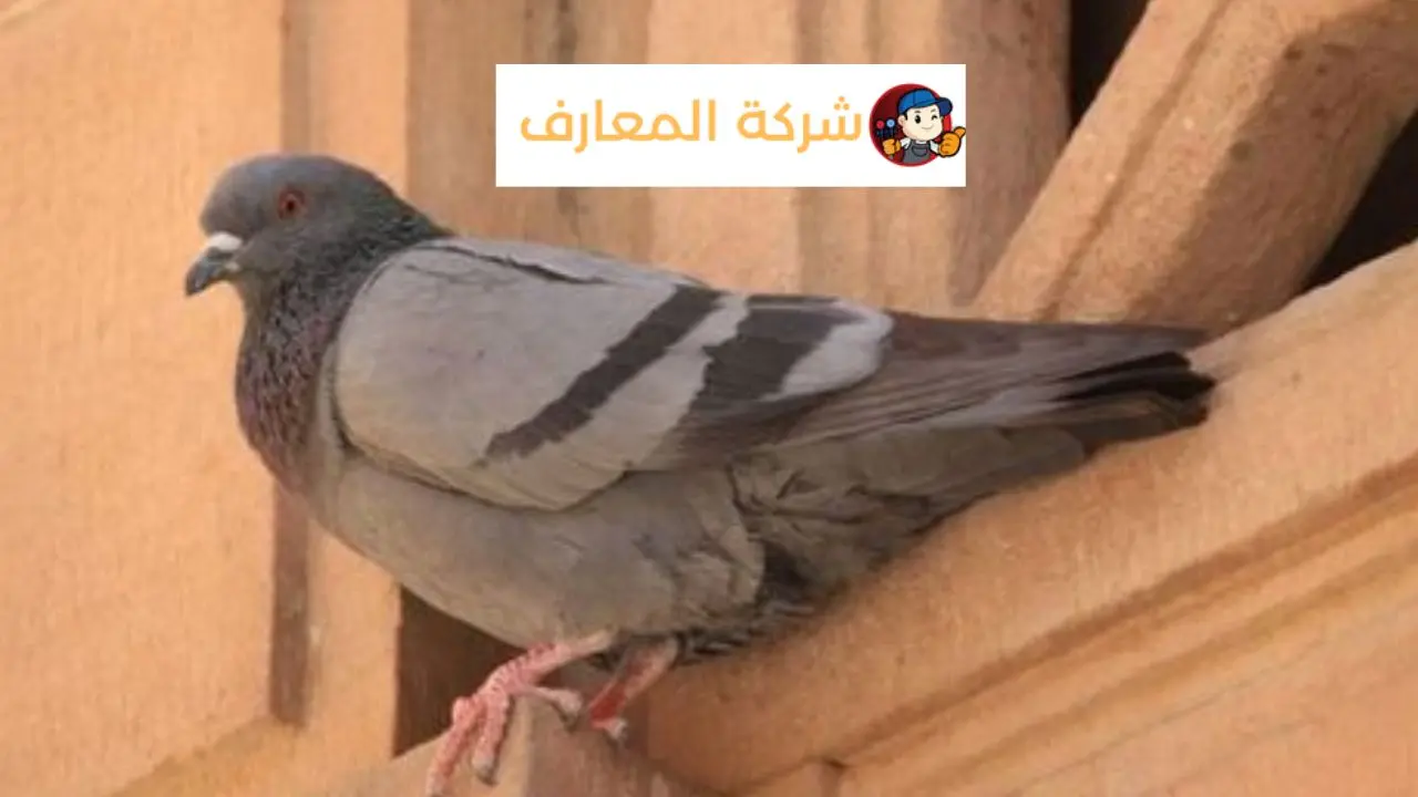 شركة مكافحة الحمام في عجمان