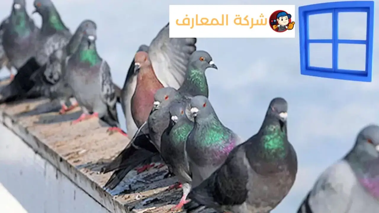 مكافحة الحمام في رأس الخيمة