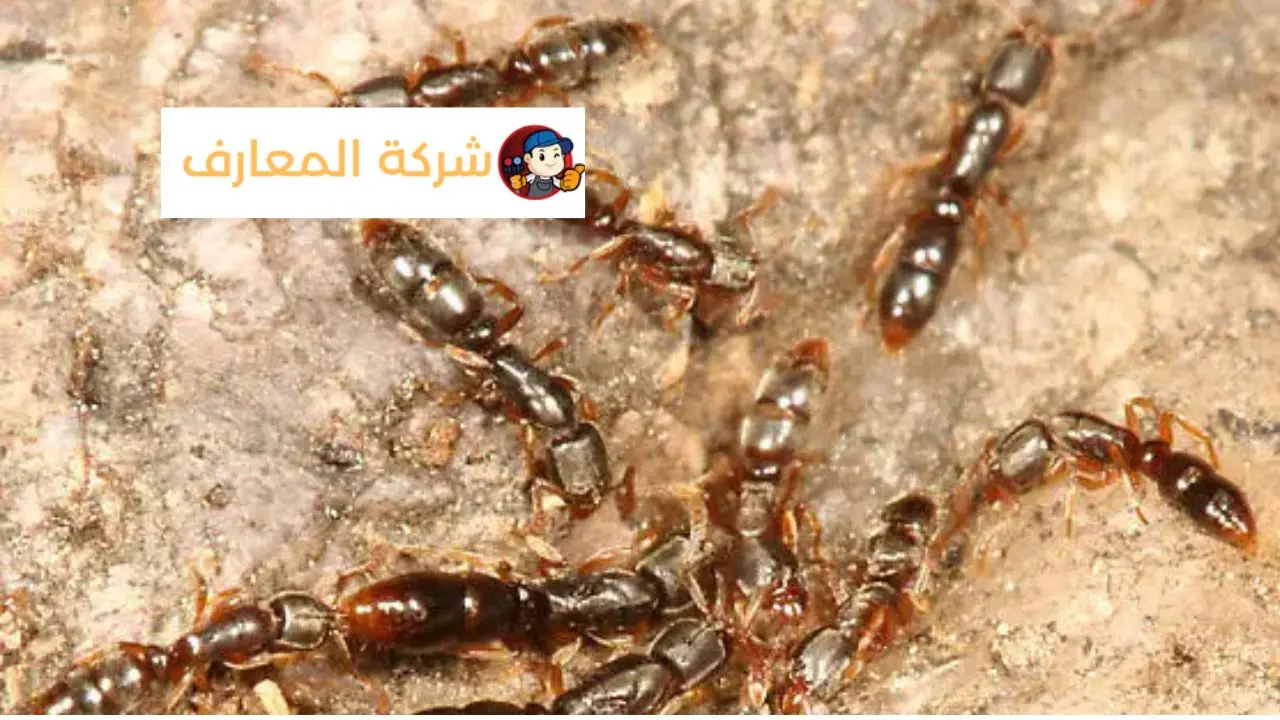 مكافحة الرمة في دبي