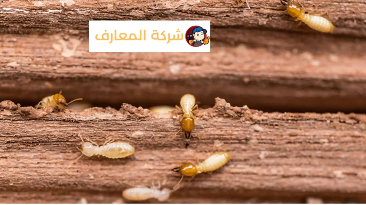 مكافحة الرمة في الشارقة