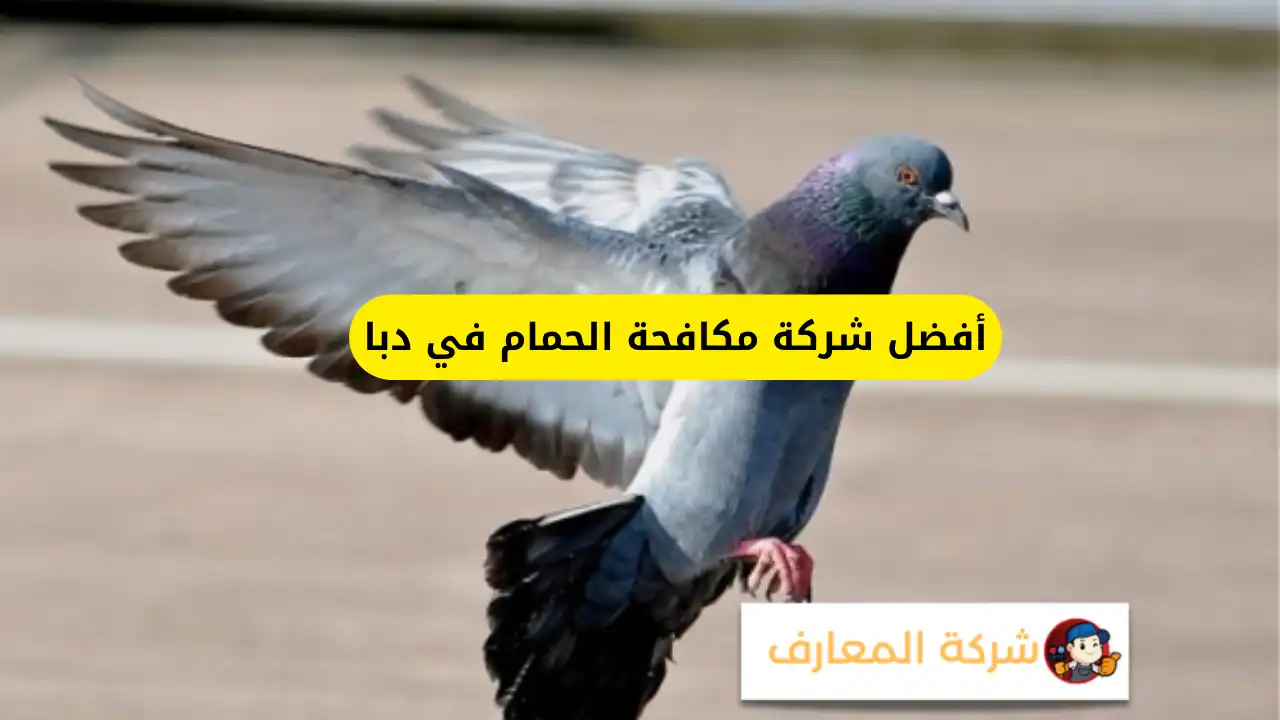أفضل شركة مكافحة الحمام في دبا