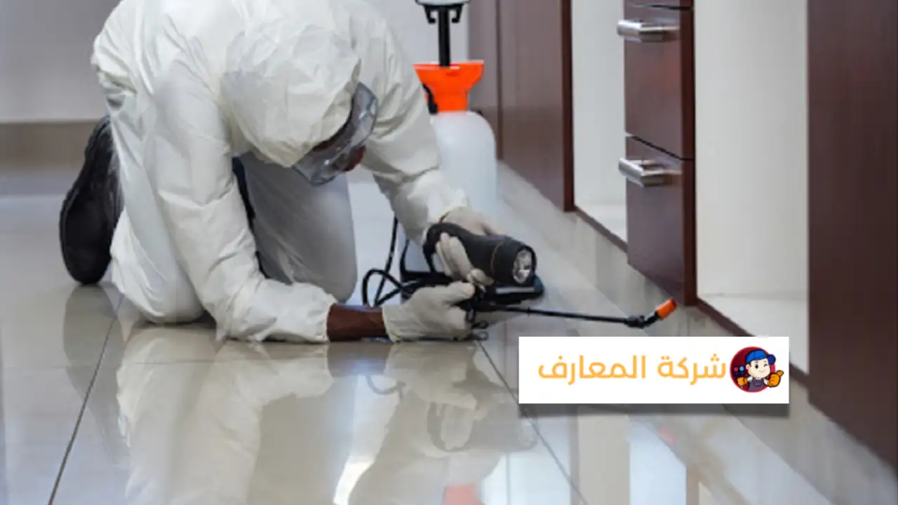 شركة مكافحة الحشرات في عجمان