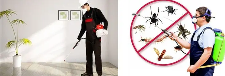ما هي سبل الوقاية من حشرات وعثة الشارقة؟