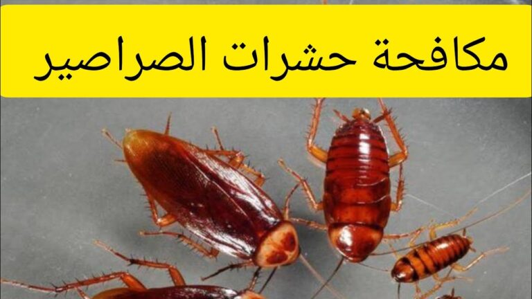مكافحه صراصير في الشارقه