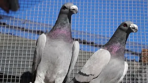 مكافحة الحمام في ابوظبي