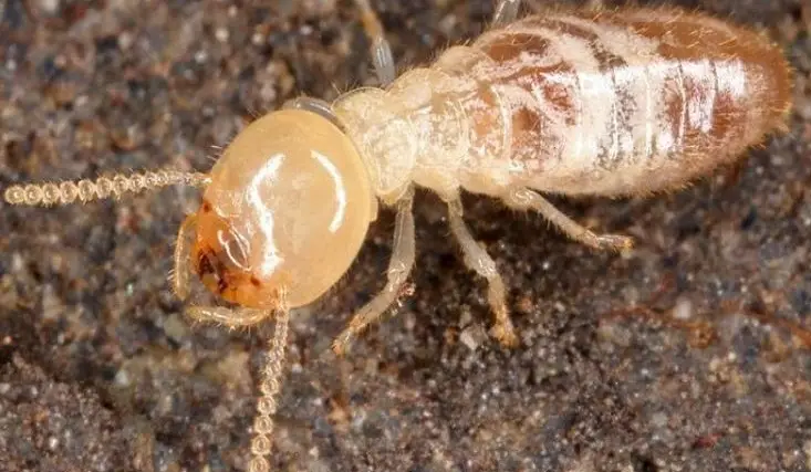 الخدمات المقدمة من قبل شركة مكافحة الرمة في دبي