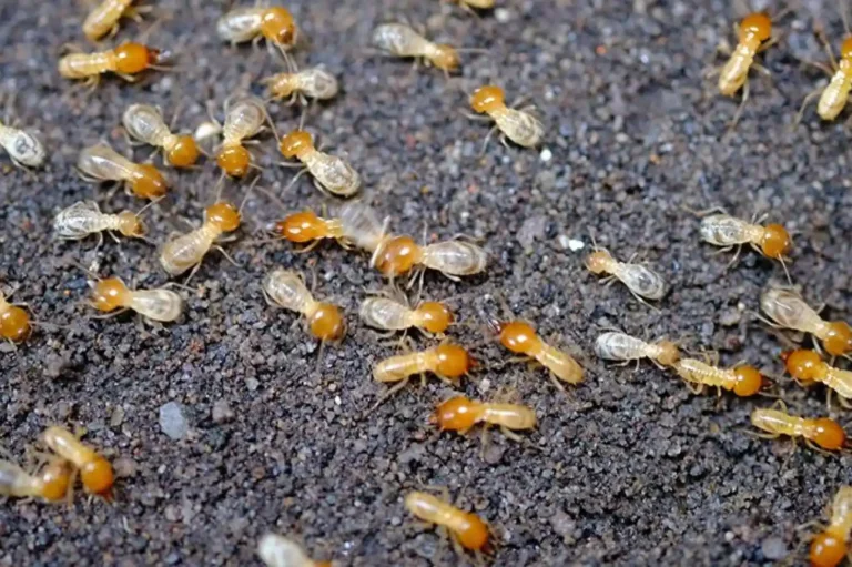 مكافحة الرمة في الشارقة