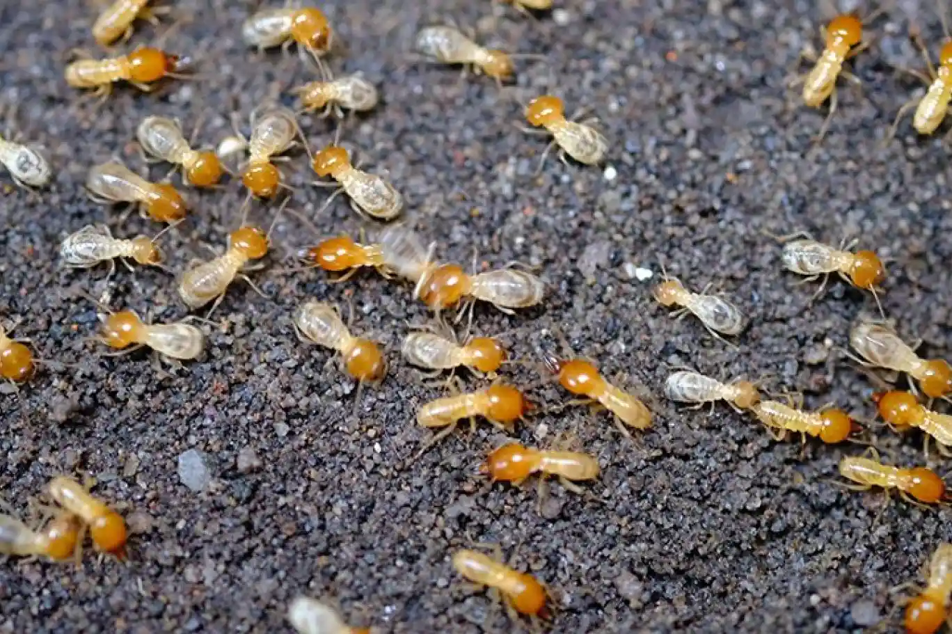 مكافحة الرمة في الشارقة