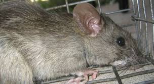 مكافحة الفئران