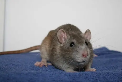 شركة مكافحة الفئران فى الشارقة