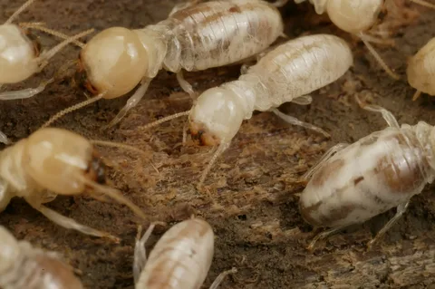 مكافحة النمل الابيض في دبي