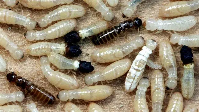 شركة مكافحة الرمة والحشرات ام القيوين