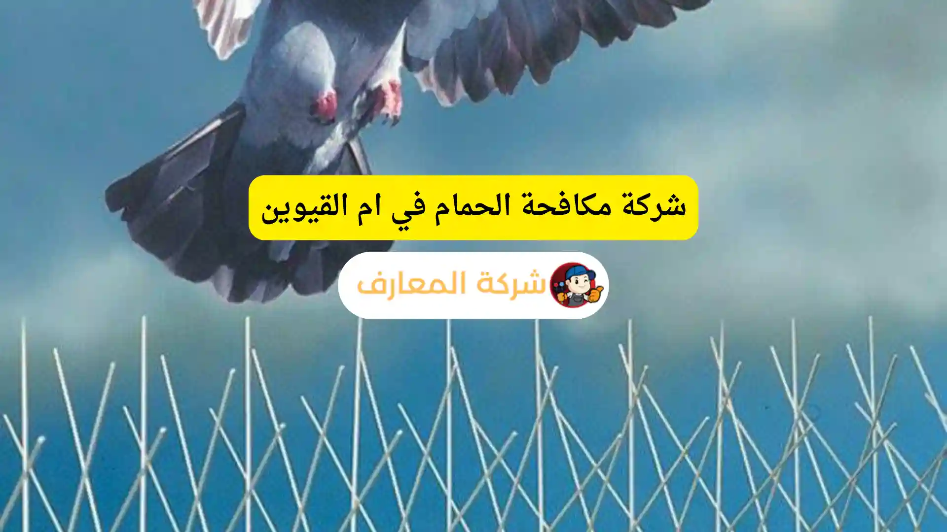 شركة مكافحة الحمام في ام القيوين