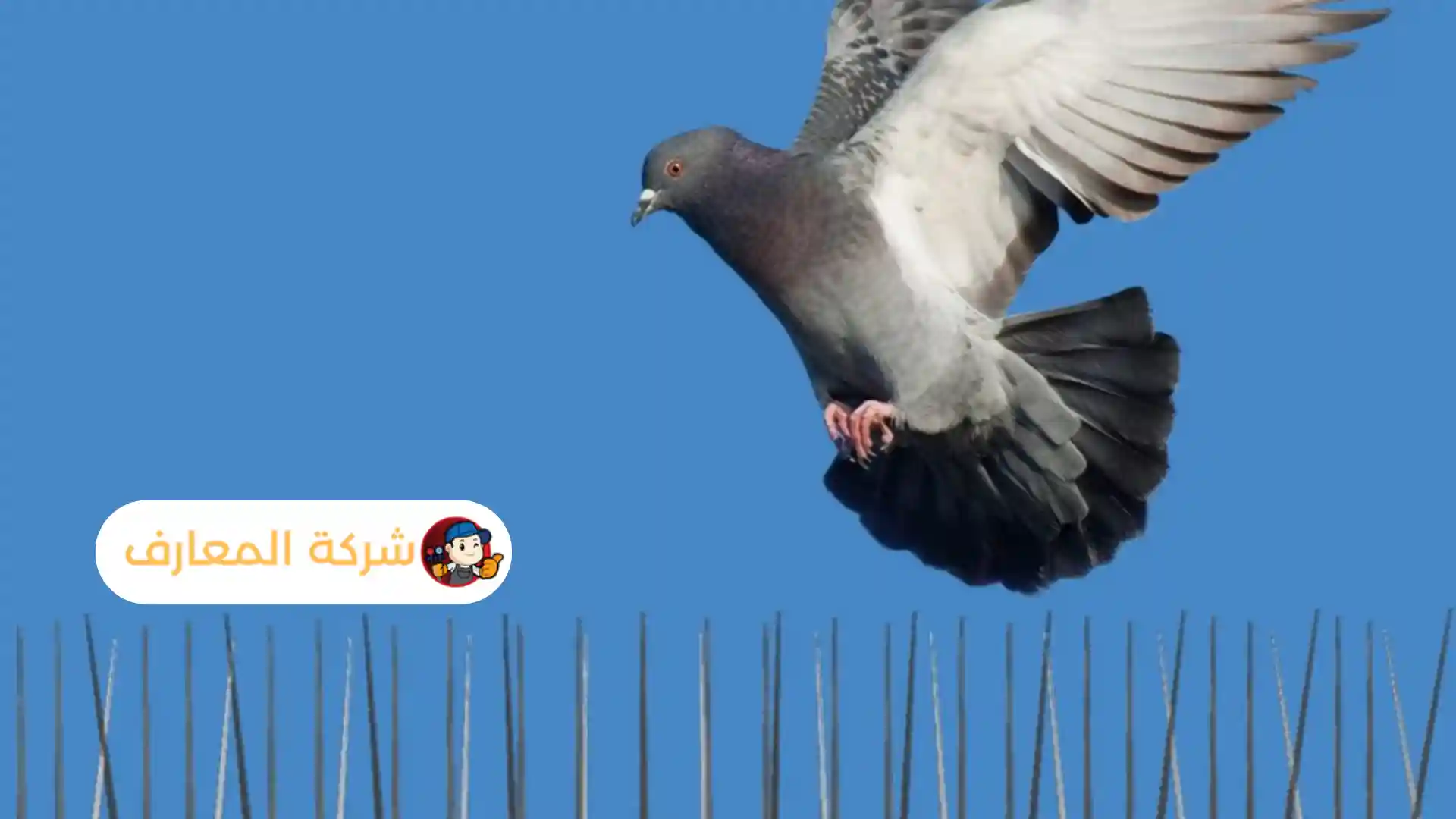 افضل شركة مكافحة الحمام ام القيوين